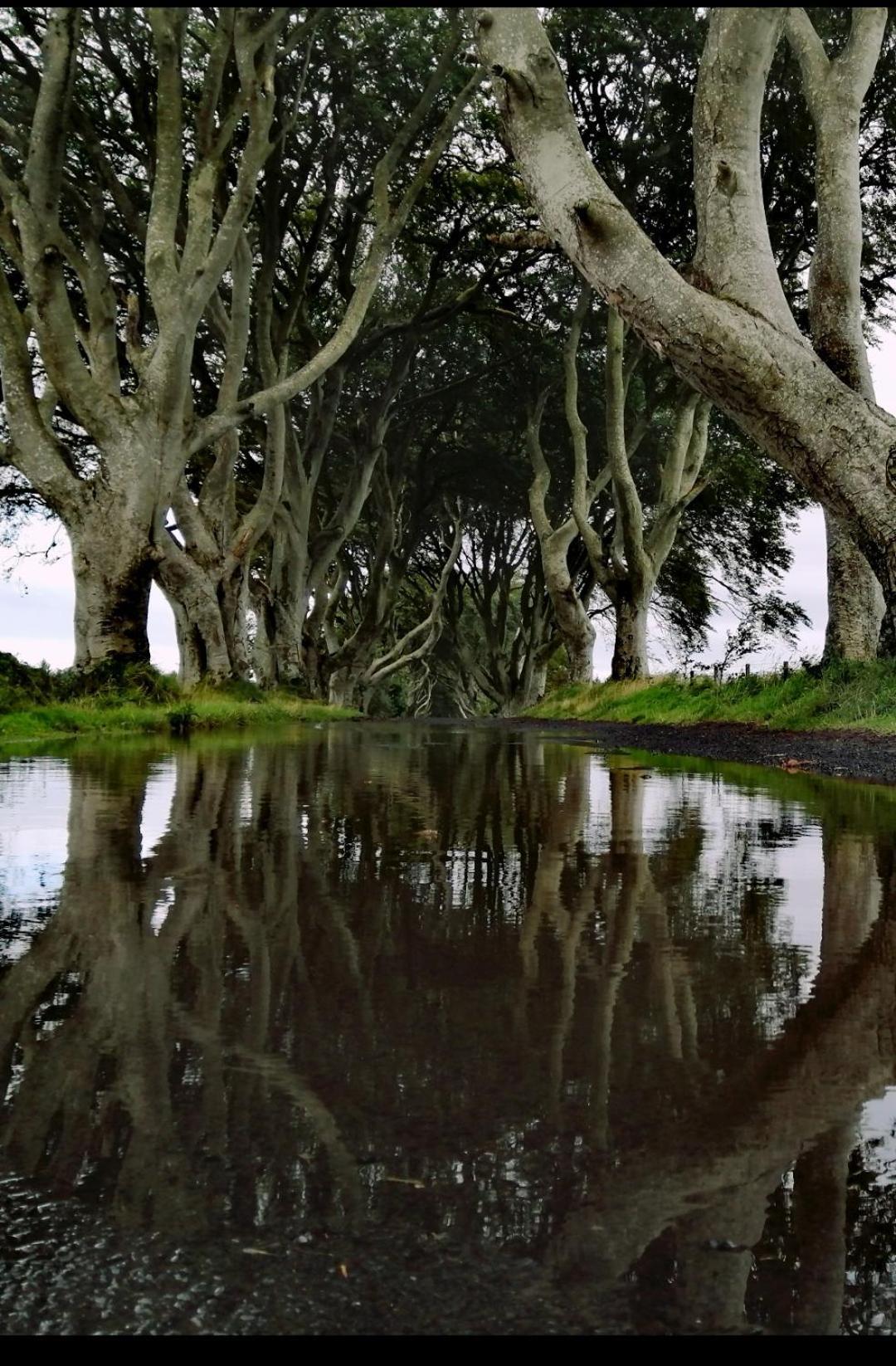 Doughery Den The Dark Hedges Hideaway Armoy Екстериор снимка